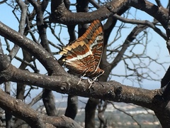 Charaxes jasius