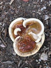 Ganoderma sessile