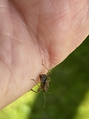 Himacerus mirmicoides