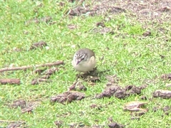 Acanthiza chrysorrhoa