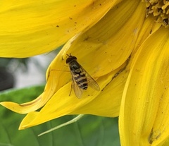 Syrphus