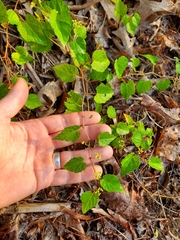 Ampelopsis glandulosa