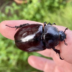 Xylotrupes