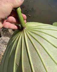 Nelumbo nucifera