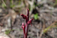 Disa atrorubens