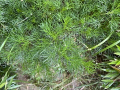 Artemisia morrisonensis