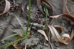Oedipoda
