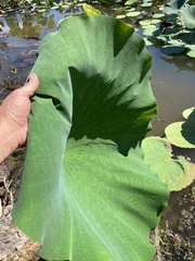 Nelumbo nucifera