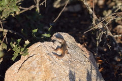 Psammodromus algirus