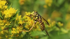 Spilomyia longicornis