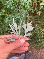 Artemisia vulgaris