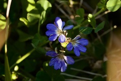 Scaevola calendulacea