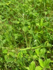 Acrida cinerea