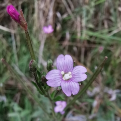 Epilobium parviflorum