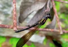 Heliocypha bisignata