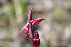 Disa atrorubens
