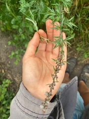 Artemisia vulgaris