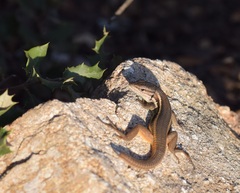 Psammodromus algirus