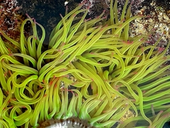 Anemonia viridis