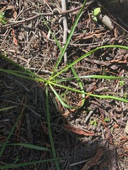 Arthropodium strictum