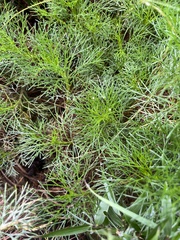 Artemisia morrisonensis