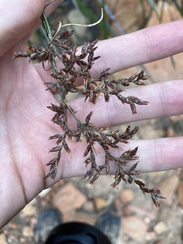 Lepidosperma rupestre