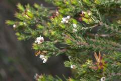 Diosma oppositifolia