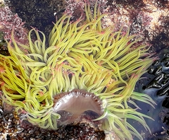 Anemonia viridis