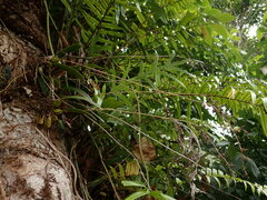 Bulbophyllum