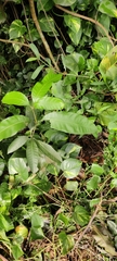 Epipremnum aureum