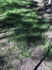 Arthropodium strictum