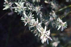 Indigofera brachystachya