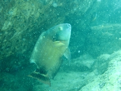 Cheilinus chlorourus