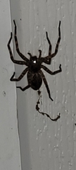 Dolomedes