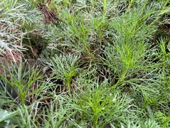 Artemisia morrisonensis