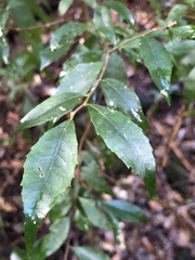 Symplocos baeuerlenii