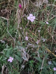 Epilobium parviflorum