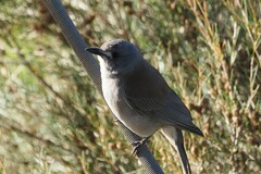 Colluricincla harmonica