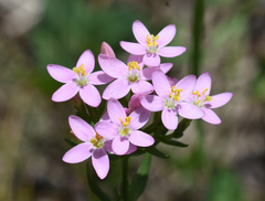 Centaurium erythraea