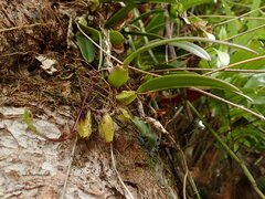 Bulbophyllum