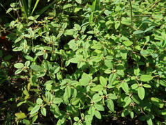 Croton monanthogynus