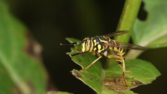 Spilomyia longicornis