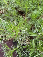 Artemisia morrisonensis