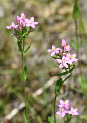 Centaurium erythraea