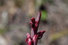 Disa atrorubens
