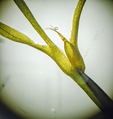 Najas flexilis