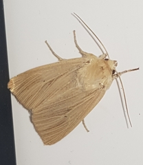 Mythimna