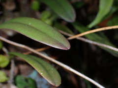 Bulbophyllum