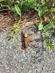 Gryllotalpa gryllotalpa