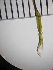 Najas flexilis